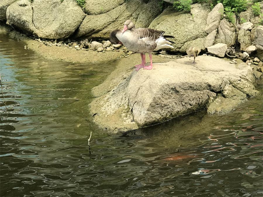 天鵝湖風(fēng)景區(qū)（泰山）速覽！(圖15)
